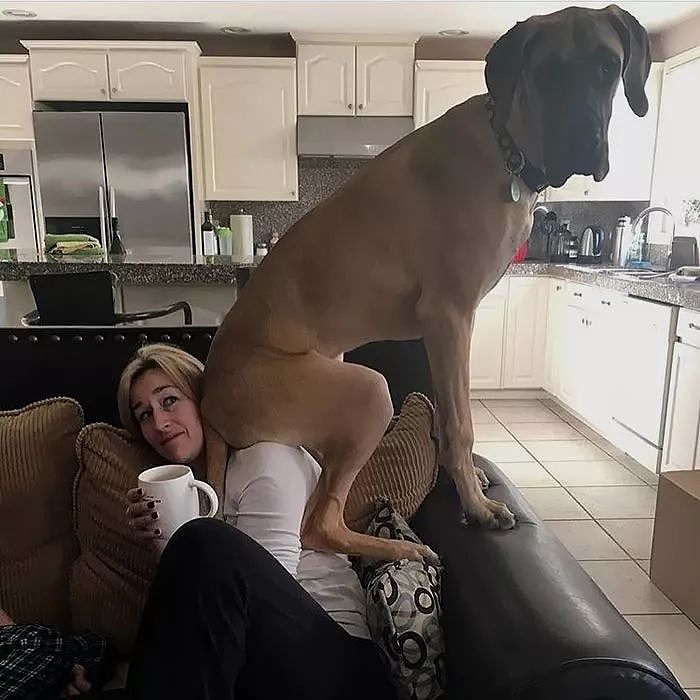 世界最大狗狗的大丹犬，到底有多大？ - 10