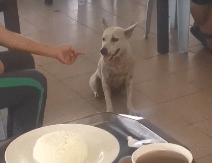 这只狗因为每天都去快餐店打包鸡饭带给朋友吃...在网上走红！ - 2