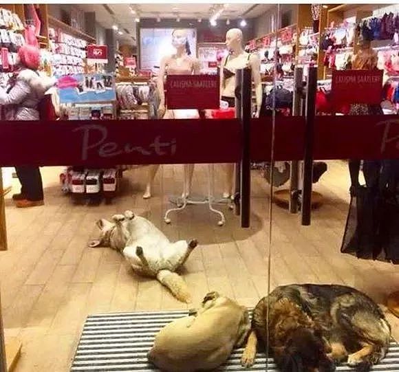 逛宜家时，看到有流浪狗睡在地毯上，而店员的说法真的超暖！ - 7