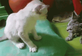 主人用慢镜头录下两小猫打架，当小只的开始反击时，瞬间萌化... - 1
