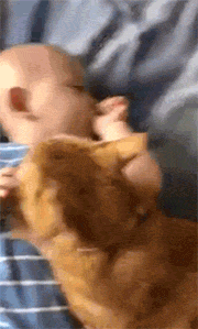 家里的橘猫很喜欢小主人，每天都要这么抱着他吸，好可爱！ - 1