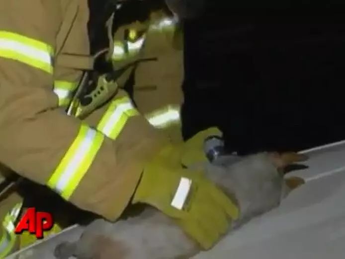 消防员从火灾中救出一只狗，却被狗狗的行为震惊了！ - 5