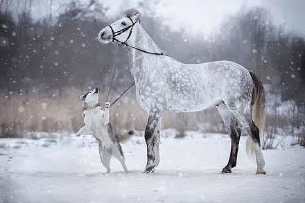 主人拍摄下哈士奇跟马在雪地里的合照，简直美爆了.... - 9