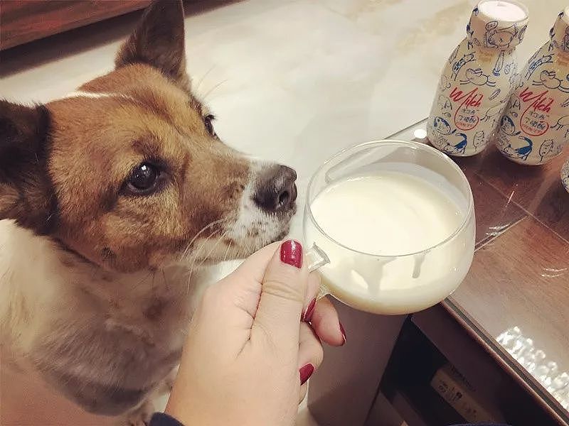 还记得你家狗狗第一次喝到酸奶的样子吗？简直萌翻了！ - 18