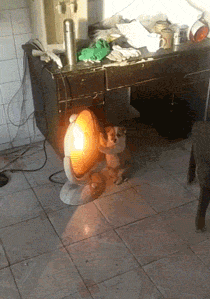 小狗举手手烤火，结果被@中国消防给点名了...超委屈！ - 1