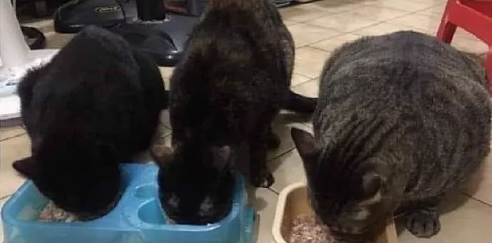 网友家新养了一只猫，在两原住猫带动下，一年后体重成功逆袭！ - 3