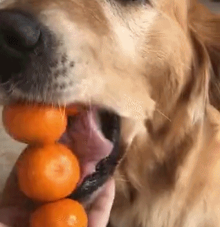 大金毛偷吃橘子，以为就偷了一个，结果它一张嘴... - 3
