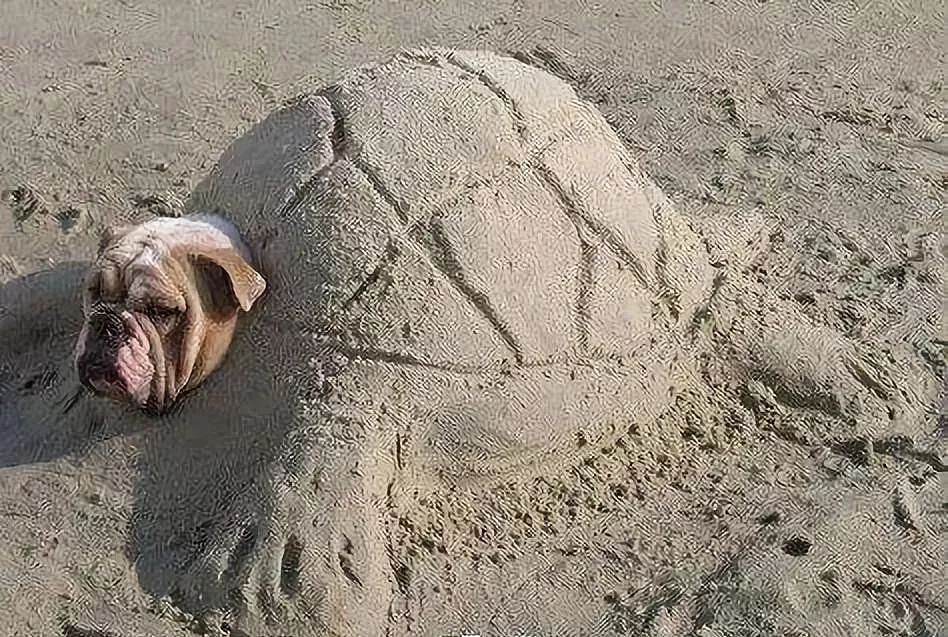 主人把狗狗骗去海滩，然后一言不合就埋了…… - 13
