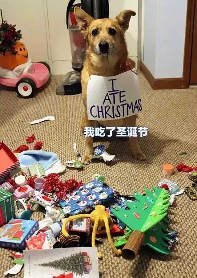 当你还在想怎样安心过圣诞的时候，人家的狗已经在装饰圣诞树了！ - 1