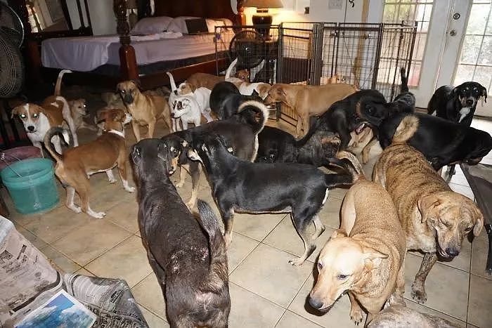 超强飓风来袭，她收留97只流浪狗，和79只狗睡同一间卧室！ - 12