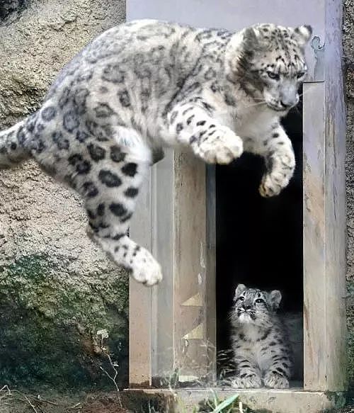 雪豹妈妈在很认真的教小雪豹怎么跳，而小雪豹的表情却是一脸懵！ - 1