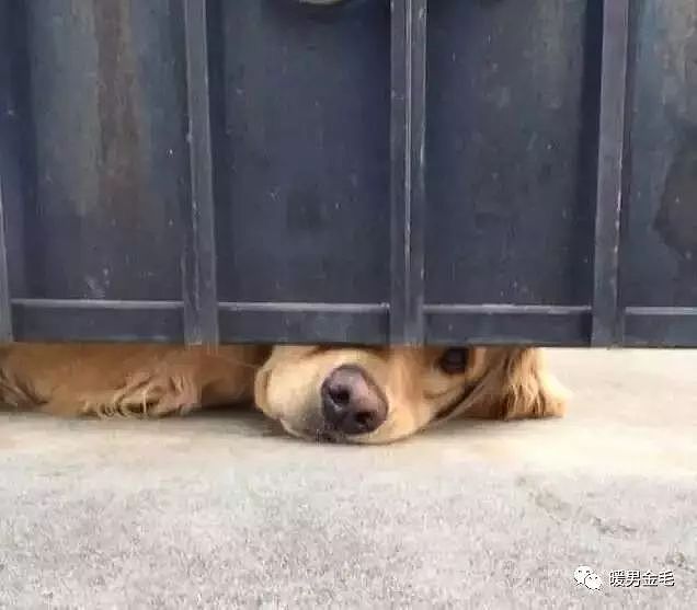 这只狗狗每天都会趴在门缝等人来摸它，不摸还生气！ - 2