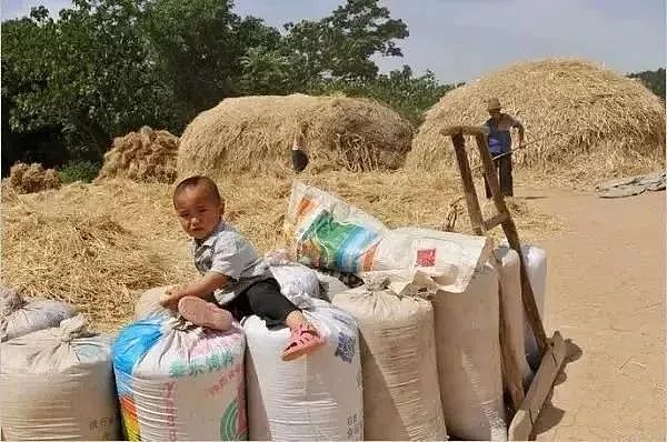 致麦收：穷人家的孩子，要活成一棵麦子 - 20