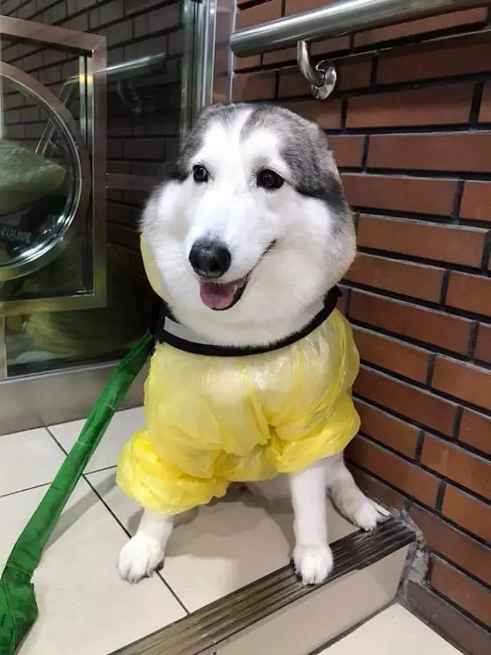 遇到一只穿着雨衣的狗子，被它美晕了... - 4