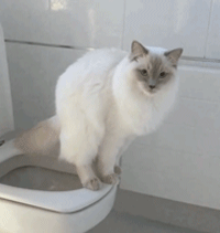 这只猫因为上厕所的那点事，被点了2万多赞！ - 14