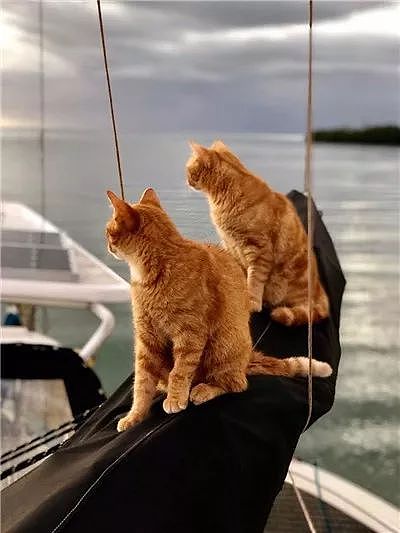 出生不久的小浪猫，遇到水手大哥后，不仅学会海上生存技能，还... - 22