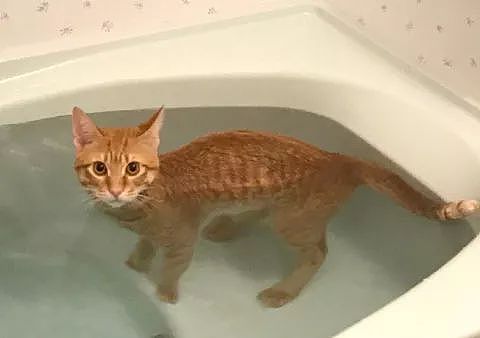 推主家的橘猫，不仅不怕洗澡，还特别热衷于泡澡，而且... - 2