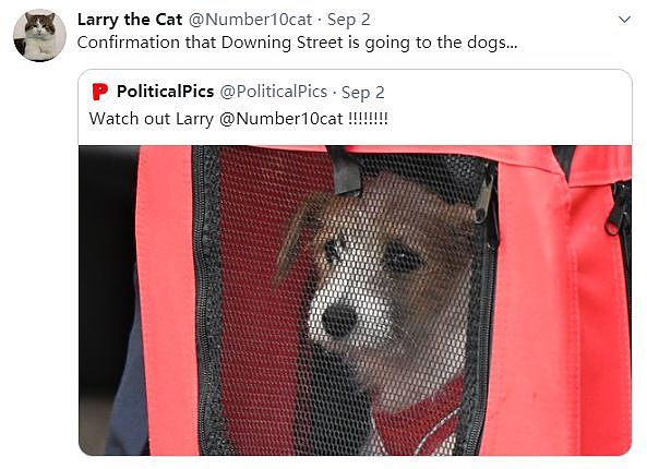 英国首相收养了一只狗，但网友们却觉得它前途堪忧…… - 14