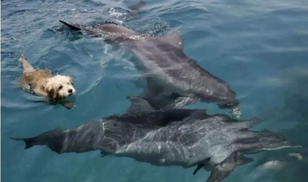 狗狗和海豚一起游泳，画面美呆了！ - 3