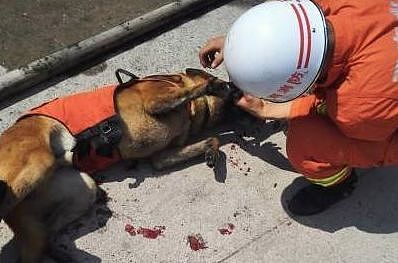 宜宾地震，搜救犬又累瘫了：请不要只在救灾时才想起Ta们的好！ - 13