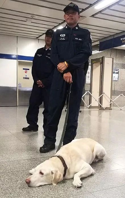 一只在地铁站工作的服务犬得空休息中，今天不想工作鸭..... - 1