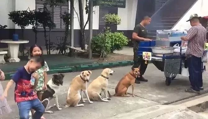 四只狗狗因排队等烤肉爆红，店老板：它们每天都来... - 5