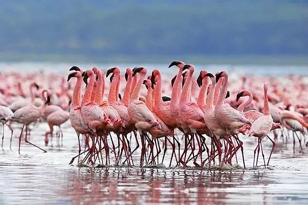 肯尼亚+坦桑尼亚，春节远走东非开启Safari之旅！ - 7