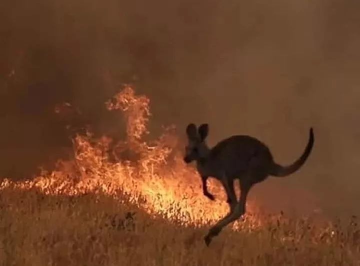 澳洲大火中，这只狗成了全网称赞的英雄 - 5