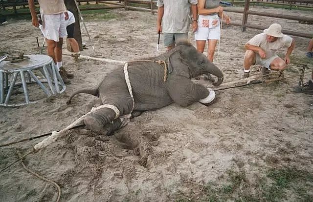 泰国全网禁播！大象旅游业背后的真相…… - 11