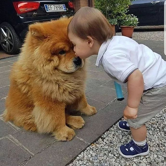 世上有一种爱叫：当宠物狗遇上小Baby - 7
