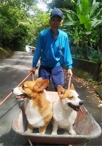 92岁老奶奶对狗狗爱的太深沉，每天用手推车遛狗… - 2