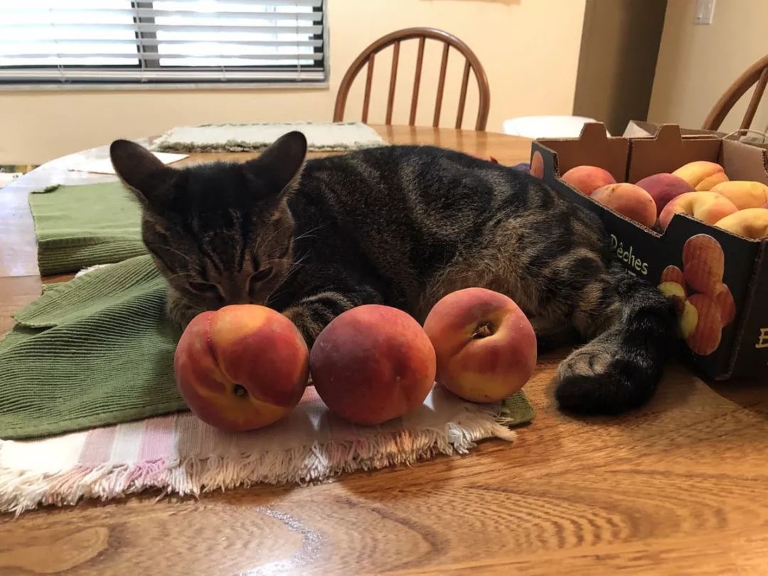 你知道吗，只要摆上几颗桃子就能引来一只喵 - 15