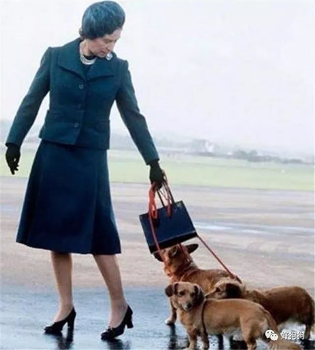 英国女王的柯基去世，她说再也不会养狗了…… - 8