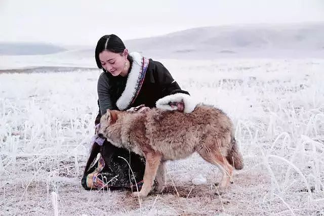 美女画家救下一只狼崽，并助它重返狼群，4年后见到它全家，也因此看到人性最贪婪的一幕 - 21
