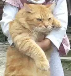 小女孩想抱橘猫去洗澡，就是这体重抱起来好像有点吃力呢！ - 4