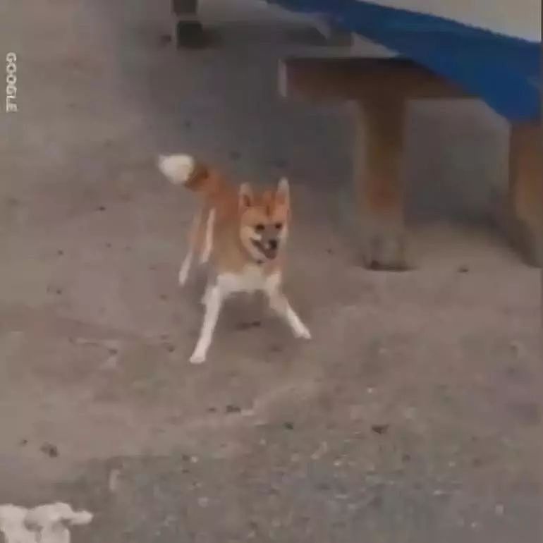 日本一只柴犬盯上了街景车，画风顿时变得超搞笑！ - 1