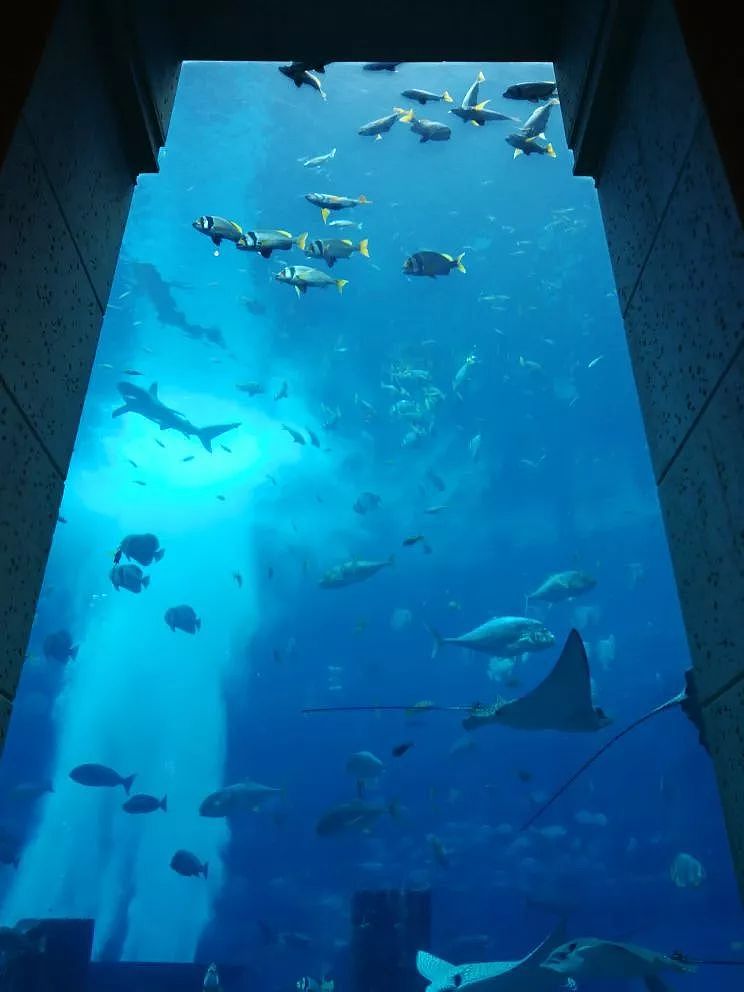 日本小姐姐入住迪拜超奢华酒店！19万一晚，自带海底世界，能与鲨鱼擦身而过！ - 29