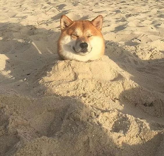 主人把狗狗骗去海滩，然后一言不合就埋了…… - 14