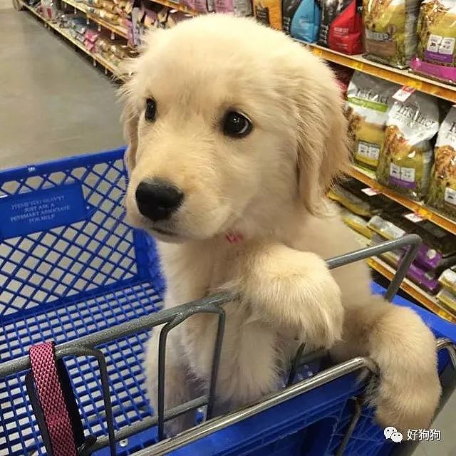 狗狗第一次进超市的反应都一样一样的…… - 3
