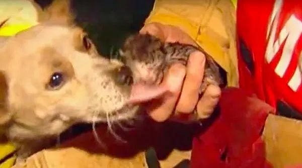 消防员从火灾中救出一只狗，却被狗狗的行为震惊了！ - 9