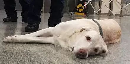一只在地铁站工作的服务犬得空休息中，今天不想工作鸭..... - 2