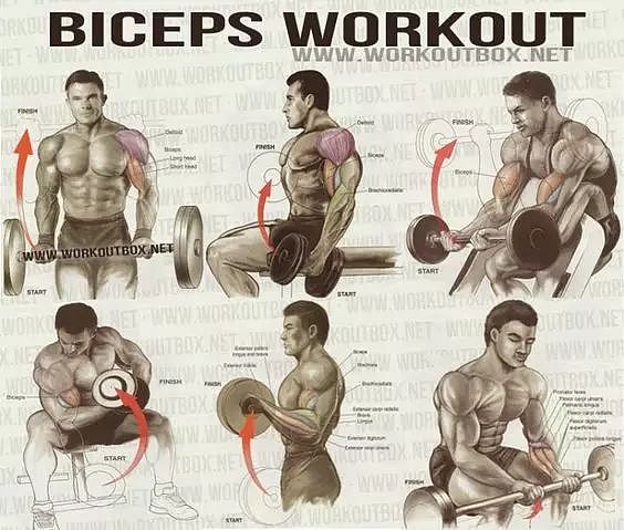 全身各部位肌肉训练动作图解，男女通用 - 6