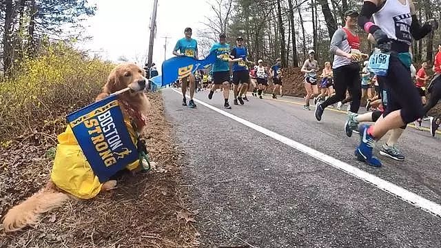 波士顿马拉松比赛中出现了一只最萌应援，不想跑了，想撸狗啊！ - 4