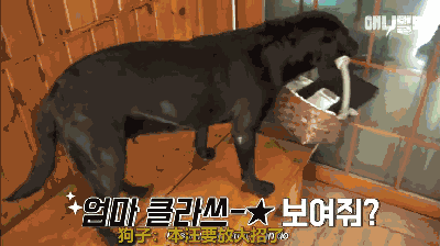 狗狗在韩国饭店服务七年，业务精湛存下不少小费 - 5