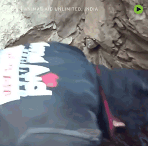 印度水灾后，人们在废墟中发现一只疯狂刨土的狗…… - 10