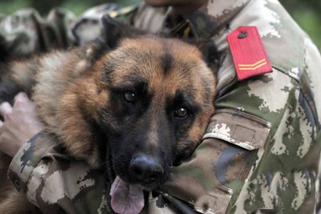 参与过汶川地震救援的最后一只搜救犬去世，“沈虎，愿你一路走好…” - 15