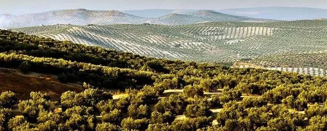 知识 | 油橄榄是如何成为西方文明“圣树”的？ - 4