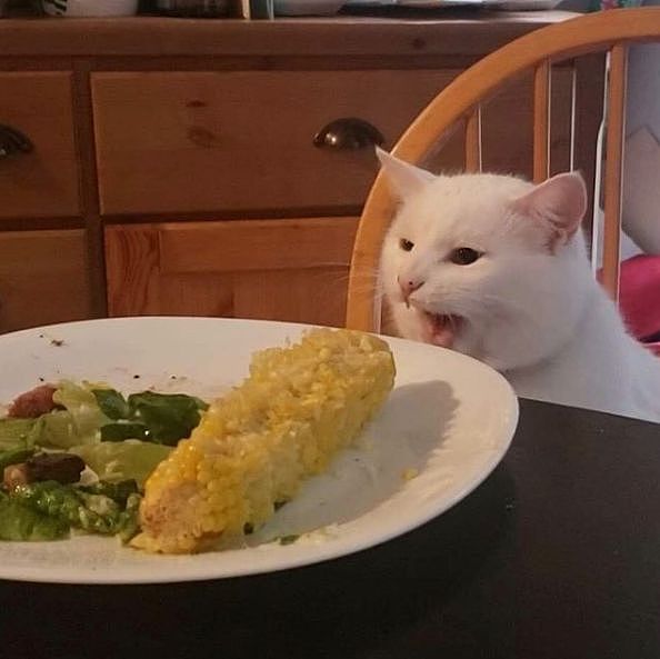 笑飞，满脸写着抗拒的猫，因一张表情包爆红：我就是不！吃！菜！ - 15