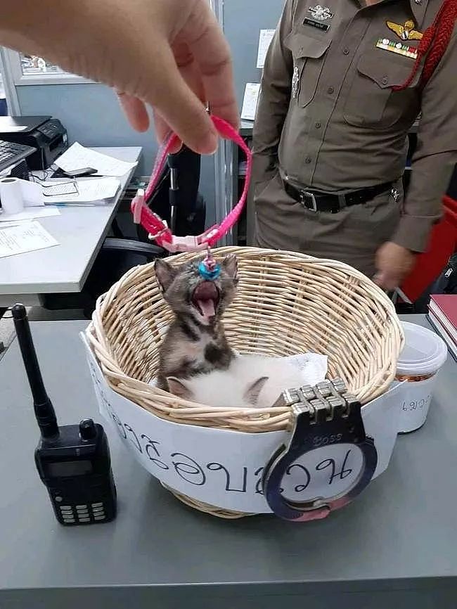 警察局又添两只可爱小猫，督察看后，立马决定要亲自带领！ - 2