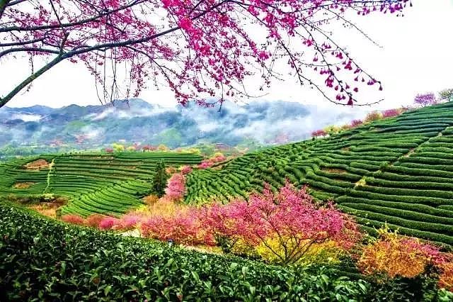 世界最大樱花园，竟就在中国福建！比日本大5倍，是阿里山的10倍美！ - 9
